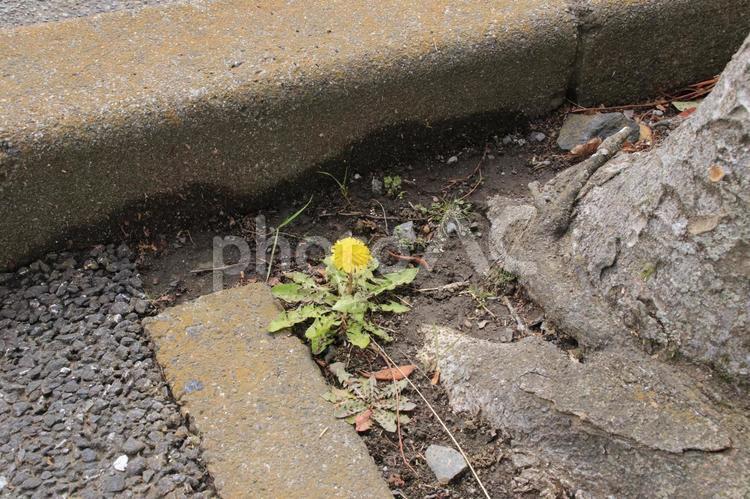 小さな　たんぽぽ　春　 たんぽぽ,春,自然の写真素材