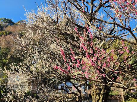 熱海梅園 熱海梅園,熱海,梅園の写真素材