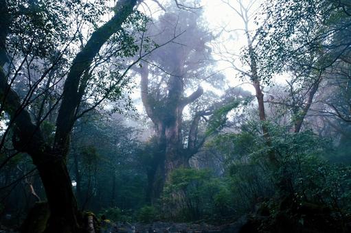 神秘的な霧の原生林、屋久島の巨大な古木﻿ 屋久島,原生林,森の写真素材