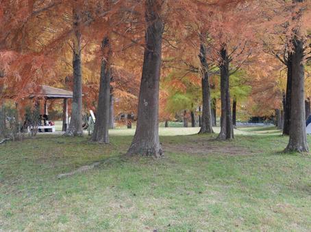 秋の色 兵庫県,三田市,紅葉の写真素材