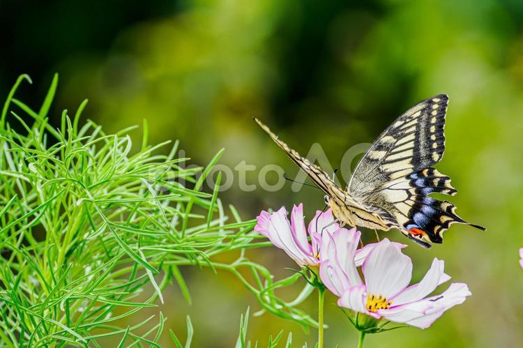 コスモスとキアゲハ(23) 蝶,キアゲハ,花の写真素材