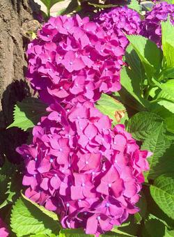 紫陽花 紫陽花,あじさい,ホンアジサイの写真素材