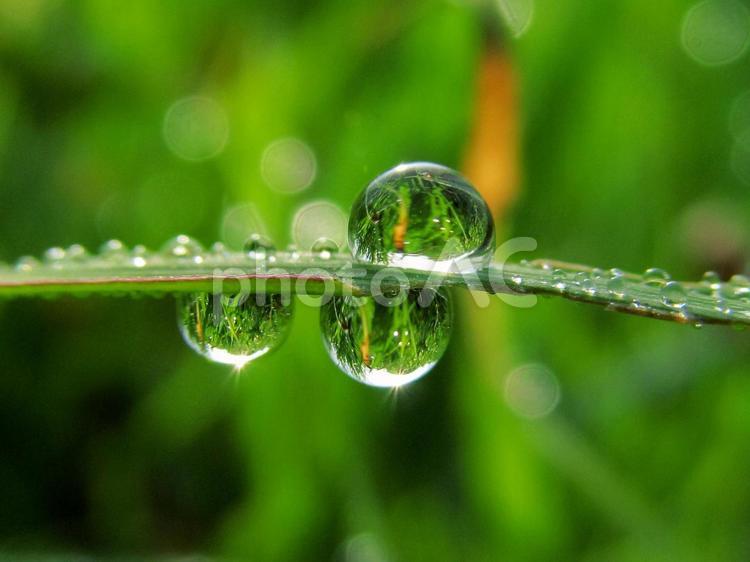 水滴と緑の葉と朝日 水滴,すいてき,しずくの写真素材
