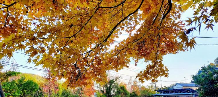 下から見上げた紅葉 下から見上げた紅葉の写真