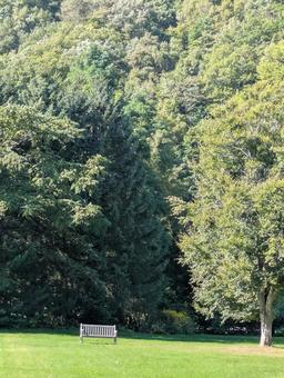 森の中のベンチの写真