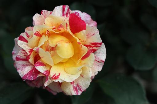 鮮やかな絞り咲きのバラ バラ,春,薔薇の写真素材