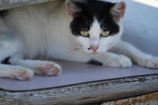 見つめるハチワレ 毛並み,ひげ,猫島の写真素材