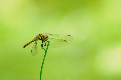 ノシメトンボ⒃の写真