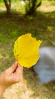 秋の陽射しを浴びた落ち葉を持つ手 秋の陽射しを浴びた落ち葉を持つ手 黄色,葉っぱ,秋の写真素材