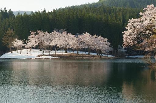 250501津南町中子の桜 新潟県,中魚沼郡,津南町の写真素材