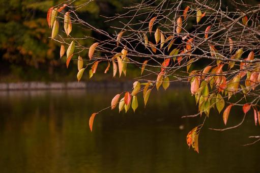 池のほとりの紅葉した木 赤,黄色,落葉の写真素材
