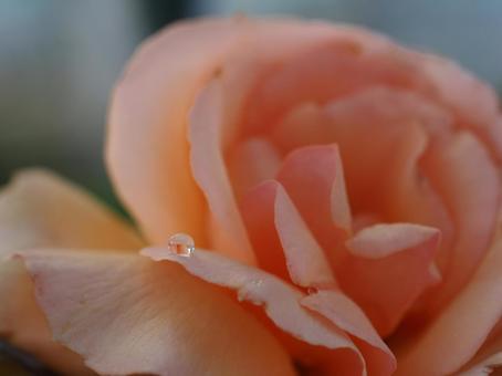 バラ園にて薔薇に宿る水滴を撮りました バラ園にて薔薇に宿る水滴を撮りましたの写真