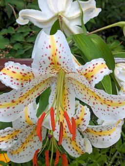 ヤマユリ ヤマユリ,花,山百合の写真素材