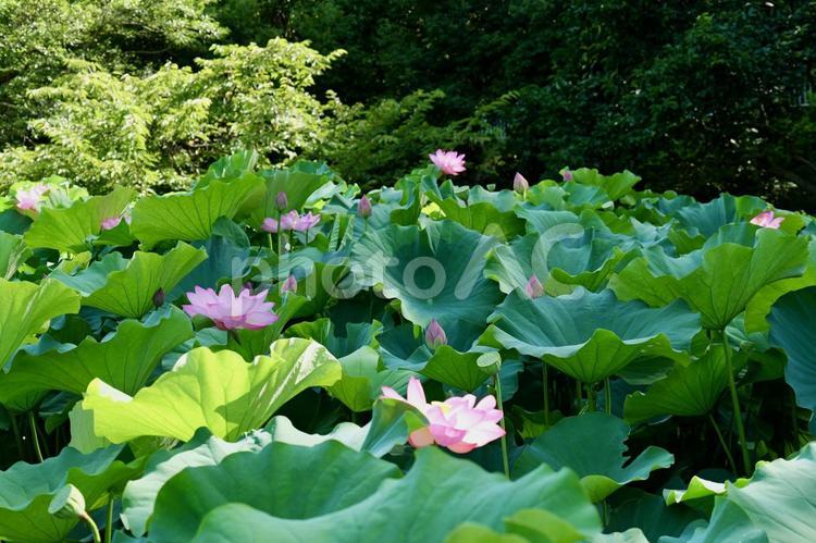 町田薬師池公園の大賀ハス ハス,薬師池公園,町田の写真素材