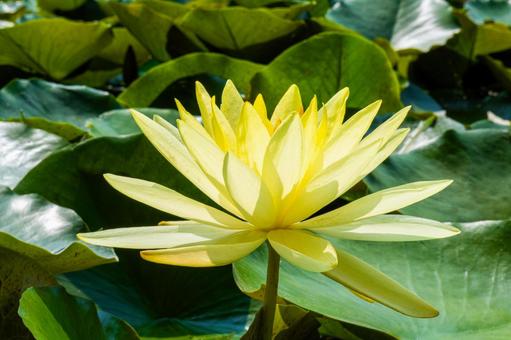 横から見た睡蓮 横から見た睡蓮 睡蓮,スイレン,夏の花の写真素材