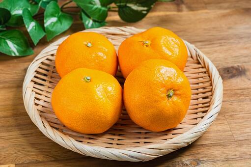 みかん みかん,温州みかん,柑橘の写真素材