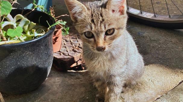 日差しを浴びる子猫 日差しを浴びる子猫 子猫,猫,動物の写真素材