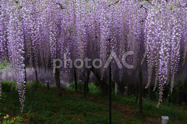 くろさわ藤園の藤棚　群馬県富岡市 藤の花,藤,くろさわ藤園の写真素材