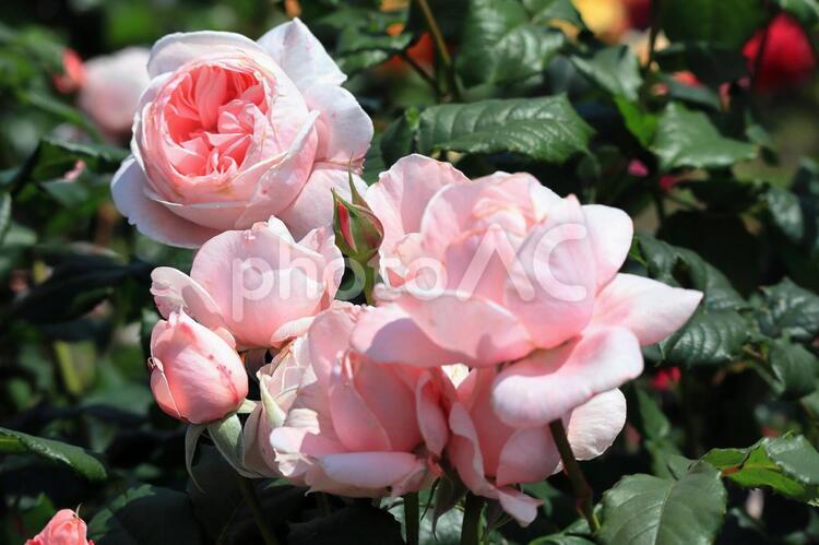 薔薇（ナエマ） 薔薇,バラ,ナエマの写真素材