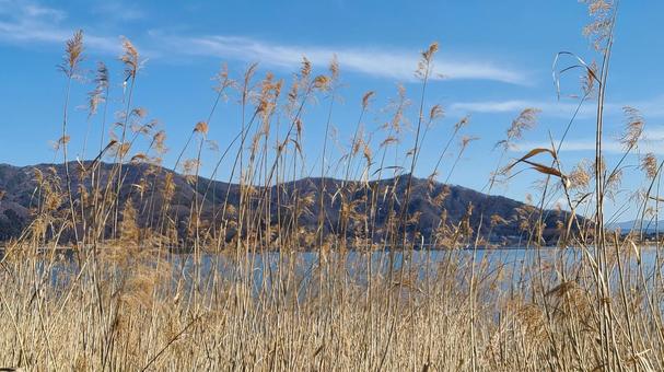 枯草 河口湖,山,ススキの写真素材
