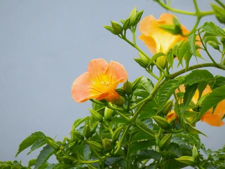 【花の写真】ノウゼンカズラ 【花の写真】ノウゼンカズラ ノウゼンカズラ,凌霄花,ノウゼンカズラ科の写真素材