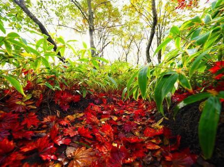 紅葉(浅間隠山) 紅葉(浅間隠山)の写真