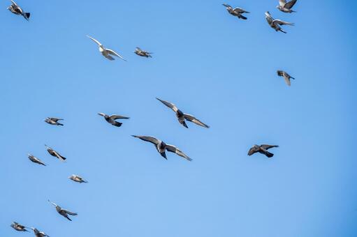 ハトの飛翔 鳥,ハト,鳥類の写真素材