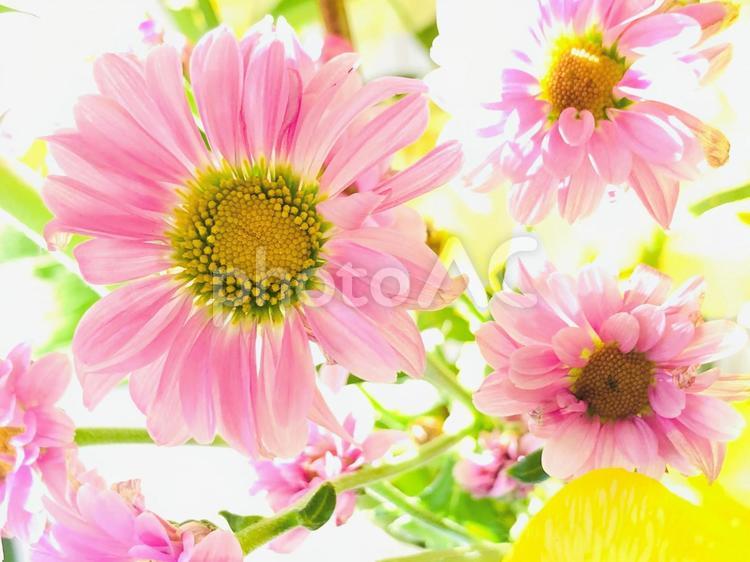 明るいピンクとイエローのフラワー背景 花の,鮮やか,ピンク色の写真素材