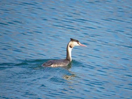 冬の湖を泳ぐカンムリカイツブリ カンムリカイツブリ,野鳥,動物の写真素材
