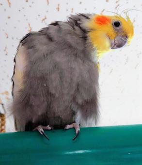首傾げオカメインコ 首傾げオカメインコの写真