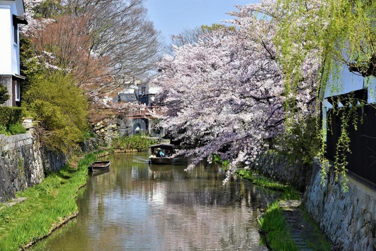 桜と八幡堀 近江八幡,八幡堀,桜の写真素材