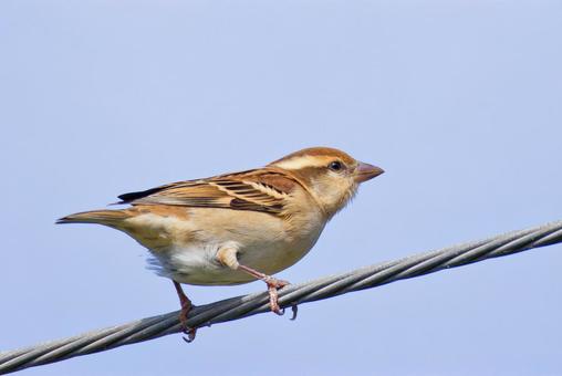 電線に留まるニュウナイスズメの雌 電線に留まるニュウナイスズメの雌 ニュウナイスズメ,入内雀,コウジャクの写真素材