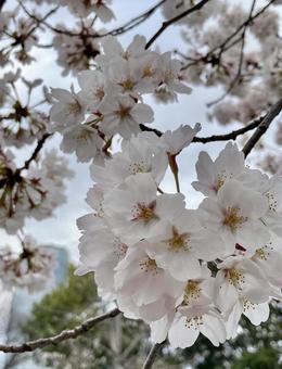 満開 満開の写真