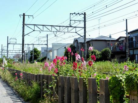 初夏のJR横須賀線とタチアオイの花 初夏のJR横須賀線とタチアオイの花 鉄道,線路,架線の写真素材