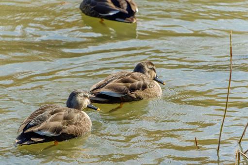 穏やかな水面を泳ぐカルガモのつがい 穏やかな水面を泳ぐカルガモのつがい カルガモ,カモ,鳥の写真素材