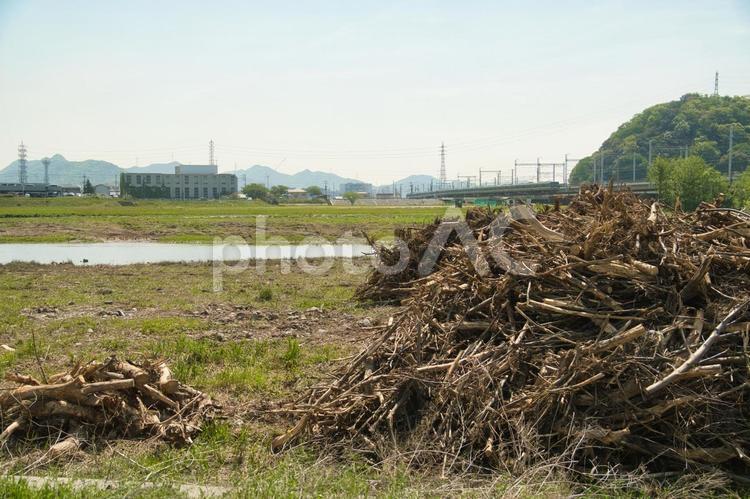 大雨のあと河川敷に大量に積みあがった流木 河川敷,大雨の後,流木の写真素材