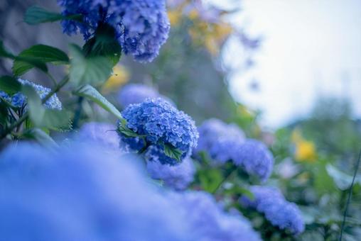 紫陽花 紫陽花の写真