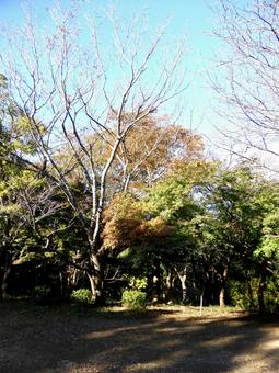 11月の鎌倉・源氏山公園も紅葉が進む 源氏山公園,鎌倉市,神奈川県の写真素材