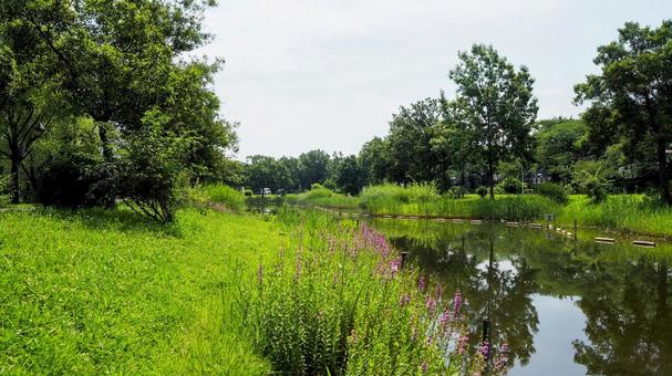 夏の水元公園・ミソハギの花・東京都葛飾区 夏の水元公園・ミソハギの花・東京都葛飾区 夏,水元公園,ミソハギの写真素材