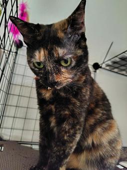 一応ごめんなさい 一応ごめんなさい 猫,サビ猫,おすわりの写真素材