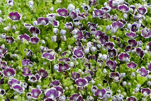 ネモフィラ ペニーブラックの群生 ネモフィラ,ペニーブラック,花の写真素材