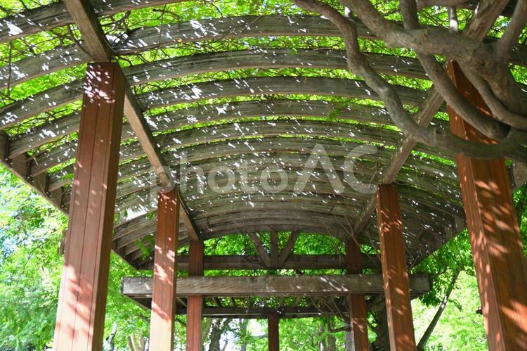 木漏れ日 公園,木,幻想的の写真素材