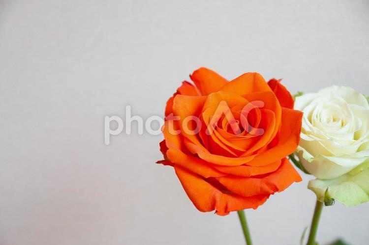 オレンジ色と白のばら ばら,薔薇,バラの写真素材