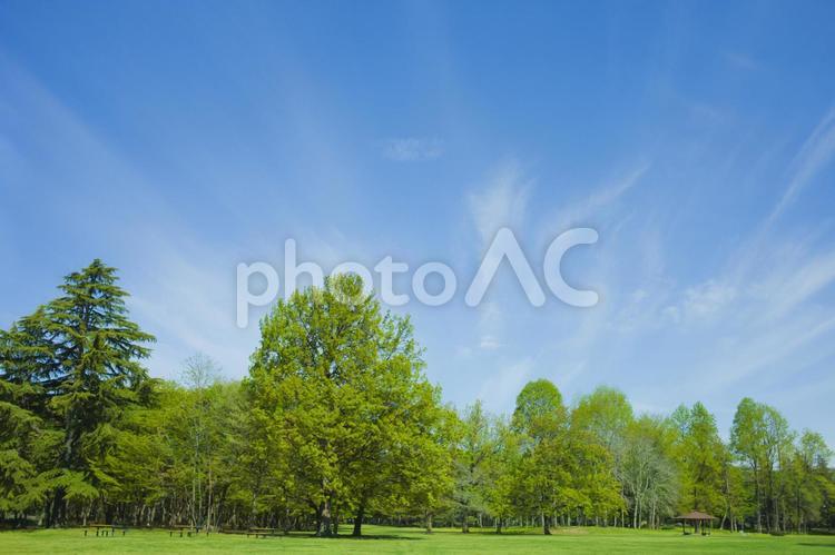 公園　木　青空 木,公園,芝生の写真素材