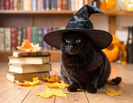 魔女の猫 魔女の猫の写真