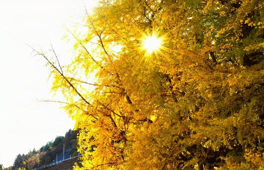 イチョウと一筋の光 イチョウ,銀杏,秋の写真素材
