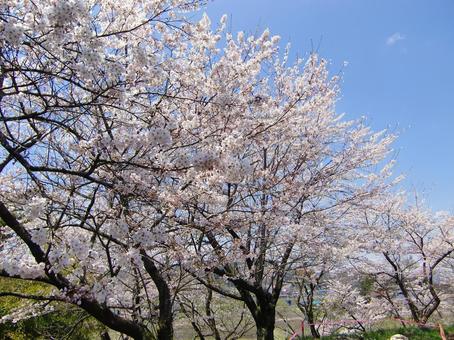 Photo, full bloom, cherry blossoms, petal, 
