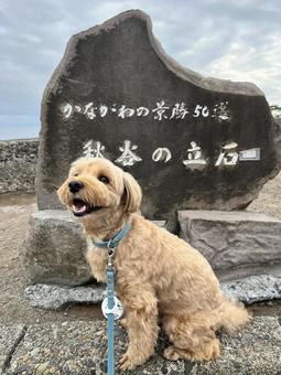 マルプー けんけん マルプー けんけんの写真