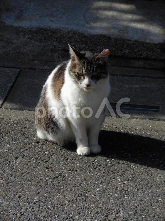 地面に座ってこっちを見る白地にブチ柄の猫 猫,ネコ,ブチ猫の写真素材