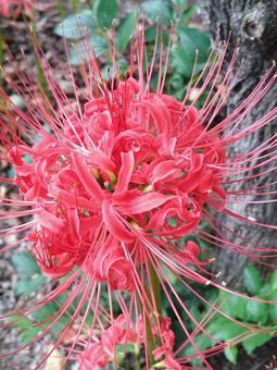 ヒガンバナ　004の写真